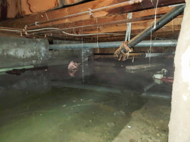 Best Flood damage cleanup  in Salem, AR