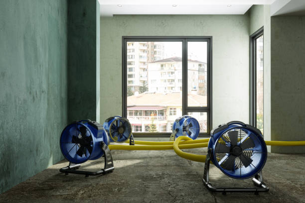 Best Professional water damage repair  in Salem, AR